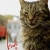 Kedi Small Poster